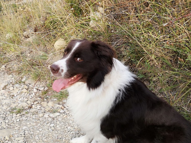 Foto Gunther Haage: Treuer Begleiter der Familie beim Wandern in der Provence, Oktober 2019