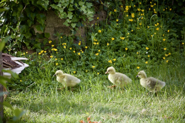 Foto Gunther Haage: Gänse-Nachwuchs im sommerlichen Garten, Juni 2025